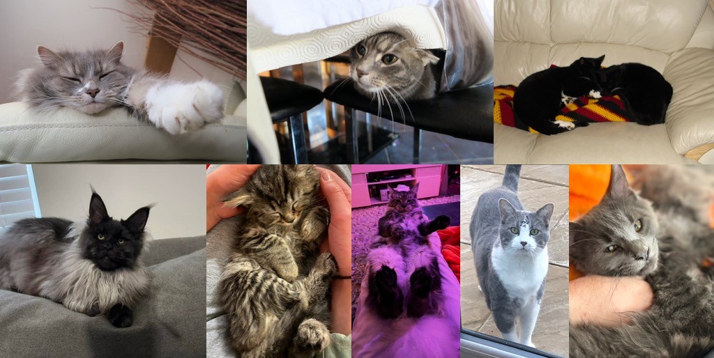 Paws at Yours